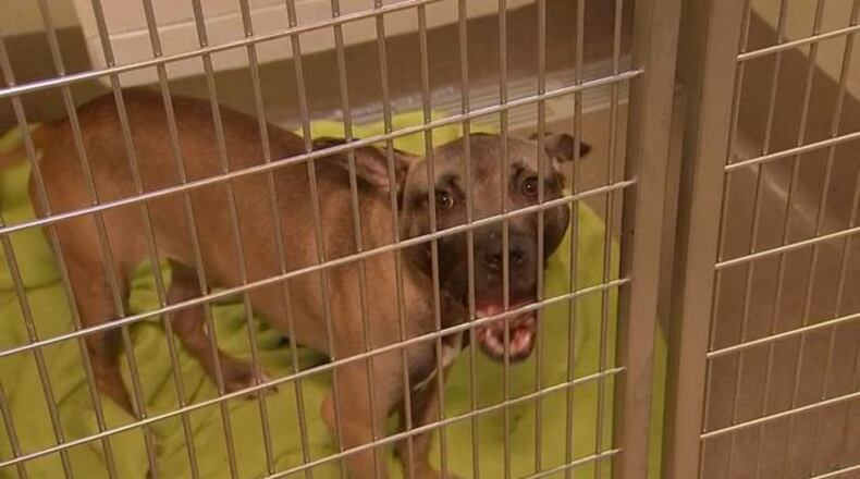 This file photo shows a dog previously rescued from a dogfighting ring in DeKalb County.