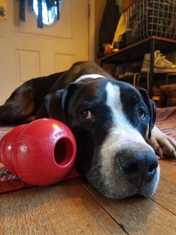 Rocko is this week's pet of the week from the folks at Lifeline.