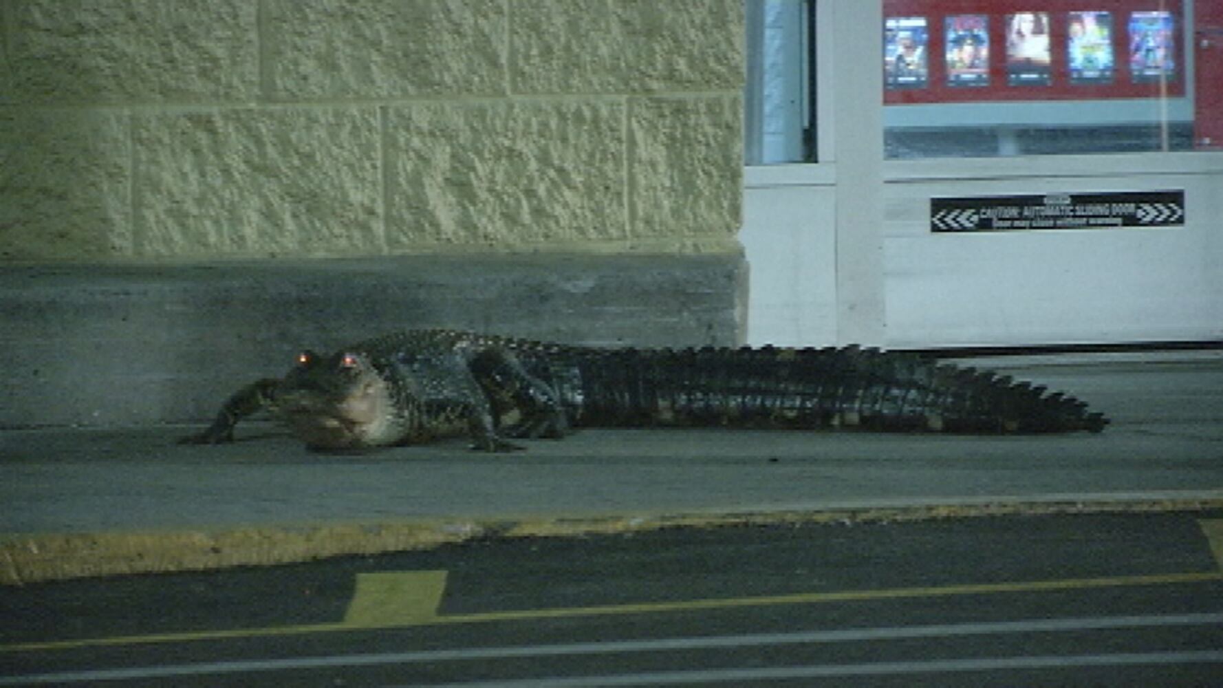Gator at Apopka Walmart