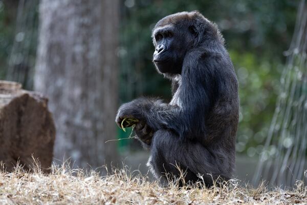 Floyd, a western lowland gorilla, was born at Zoo Atlanta in 2019. In addition to its work on mountain gorillas, Zoo Atlanta conducts observational research on western lowland gorillas such as Floyd to better understand social and behavioral traits. (Courtesy of Zoo Atlanta) 