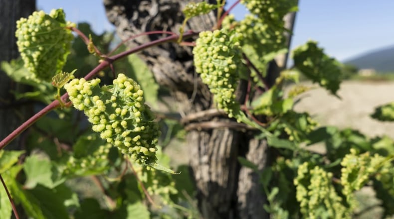 Wine 101: What is phylloxera, and how did it nearly destroy wine as we know it?(Dreamstime/TNS)