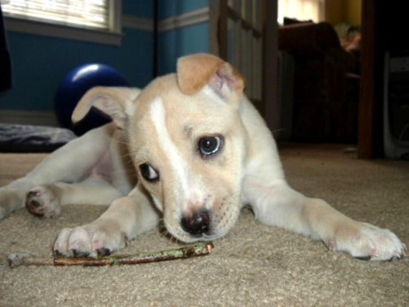 Cutest pets