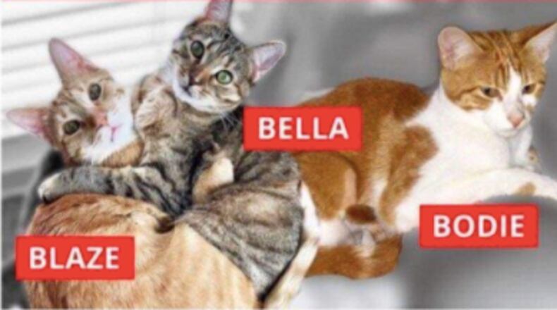 The three cats were in the back seat of the SUV when it was stolen from a PetSmart parking lot in Atlanta.