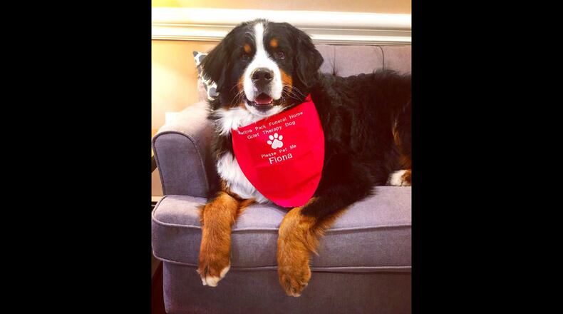 Fiona, a Bernese mountain dog, is shown July 18 at a funeral home in New York. Fiona is the American Kennel Club's 1 millionth "canine good citizen."