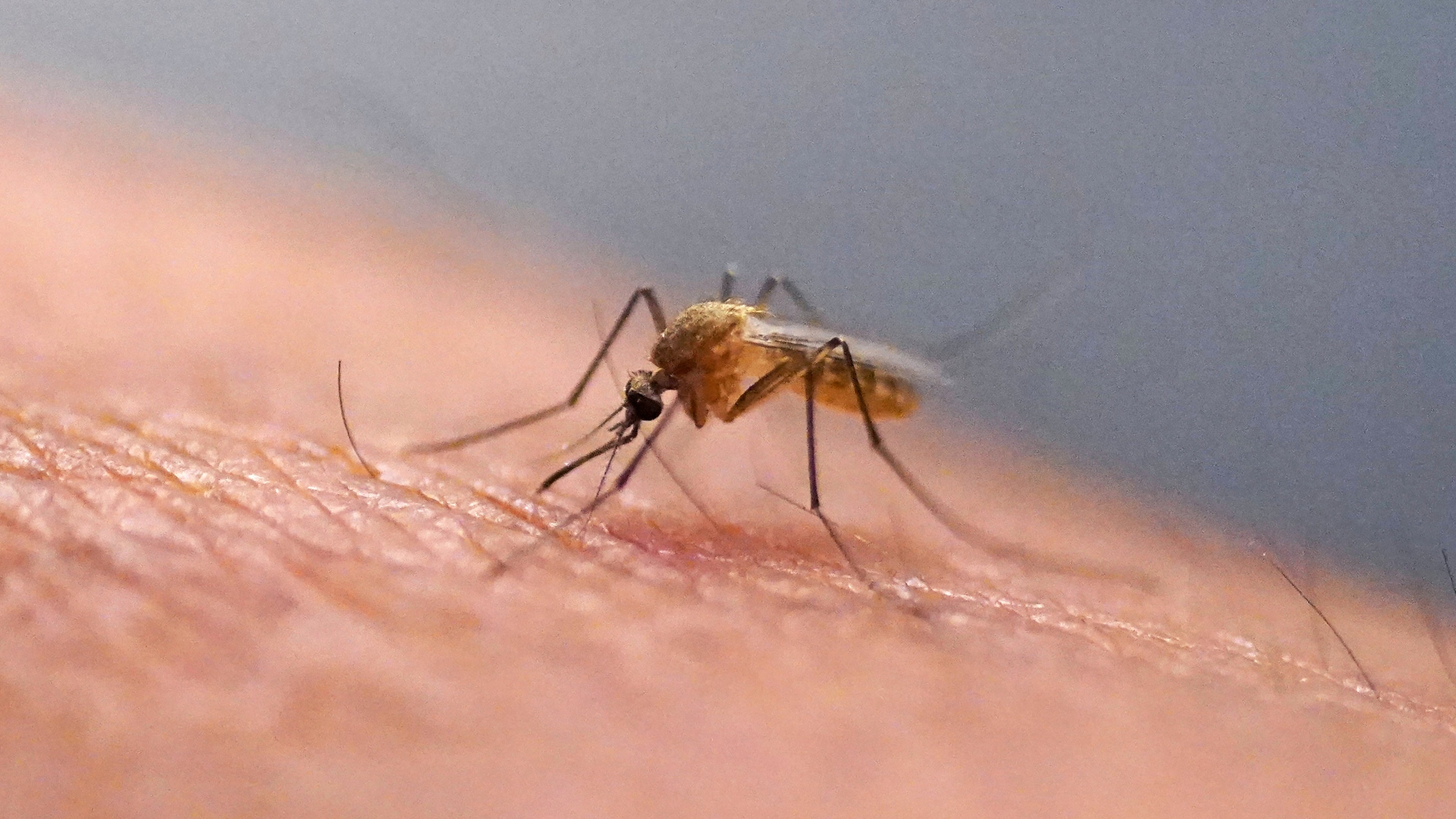 FILE - A mosquito feeds at the Salt Lake City Mosquito Abatement District on July 26, 2023, in Salt Lake City. (AP Photo/Rick Bowmer, File)