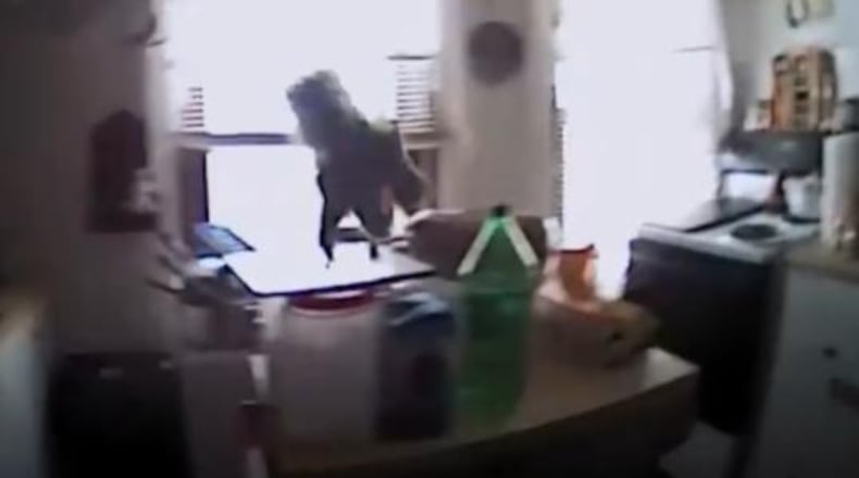 A cookie stealing squirrel lunging at police was caught on body camera. (Photo: Screengrab via Brockport Police)