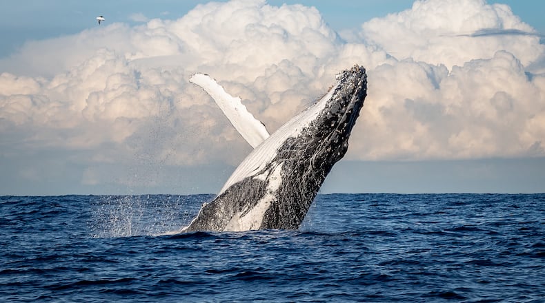 Breaching is common among whales and can be a form of communication, according to experts on sea animal behavior.