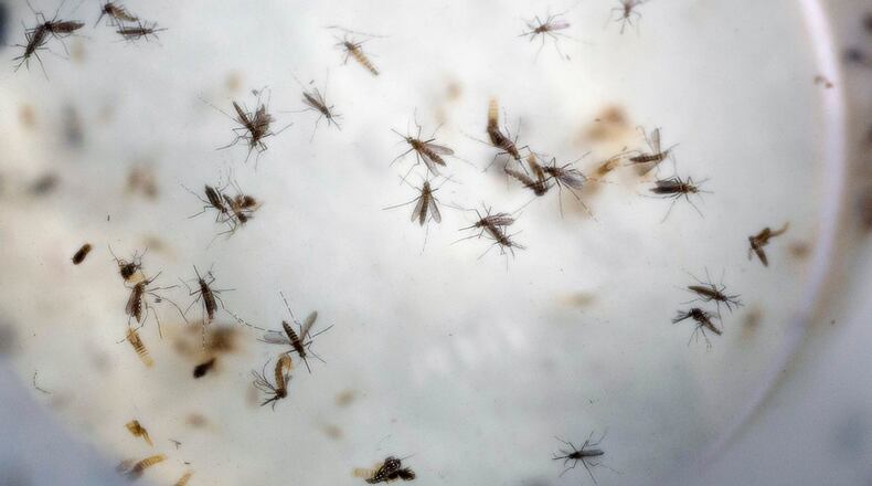 FILE - In this Feb. 11, 2016, file photo of aedes aegypti mosquitoes are seen in a mosquito cage at a laboratory in Cucuta, Colombia. Top U.S. officials are urging Puerto Rico on Wednesday, July 6, to strongly consider aerial spraying to prevent further spread of mosquito-borne Zika, saying as many as 50 pregnant women on the island are infected every day and warns it's only a matter of time before Puerto Rico sees babies born with microcephaly, a rare birth defect linked to Zika infections. (AP Photo/Ricardo Mazalan, File)