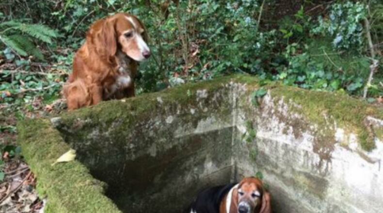 Tillie and Phoebe, by Vashon Island Pet Protectors