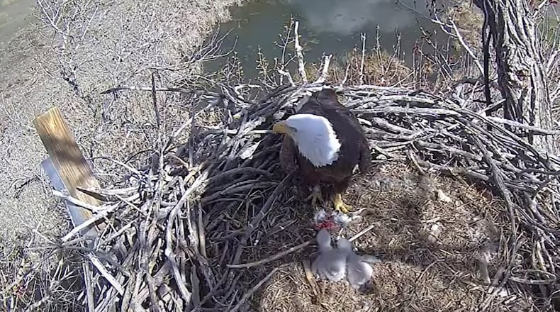 A bald eagle with her eaglets in Colorado. (Raptor Resource Project/TNS)