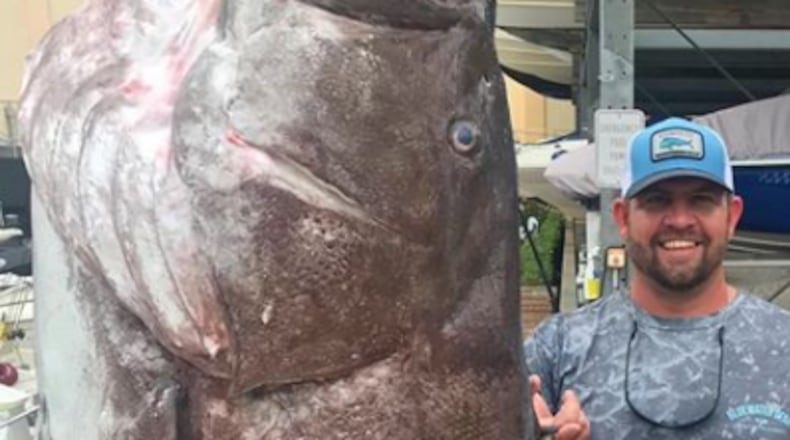 A 350-pound Warsaw grouper reportedly was caught in late December off the Florida coast.