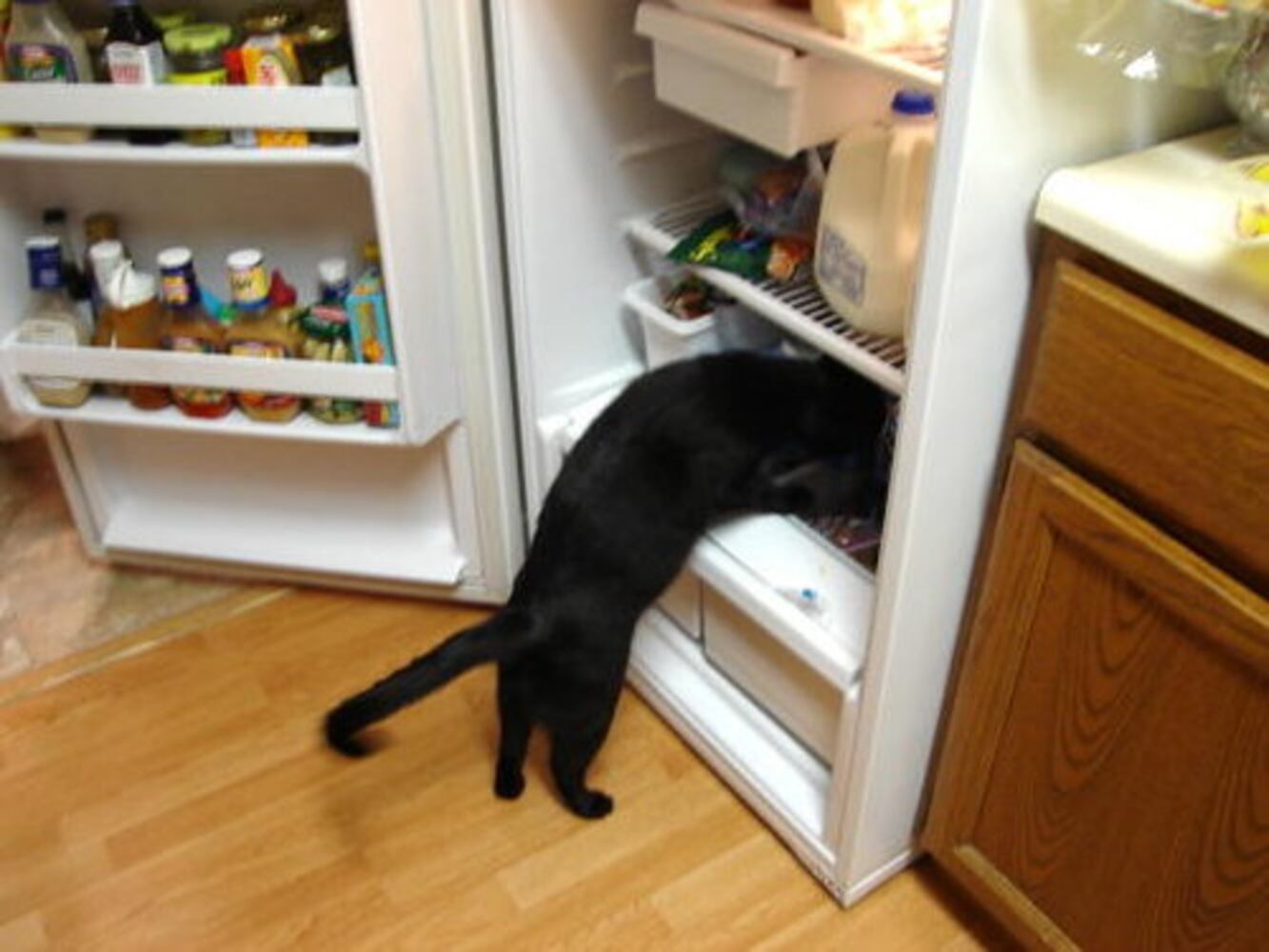 Cats Rule: Check out Sneaky Cats in Action