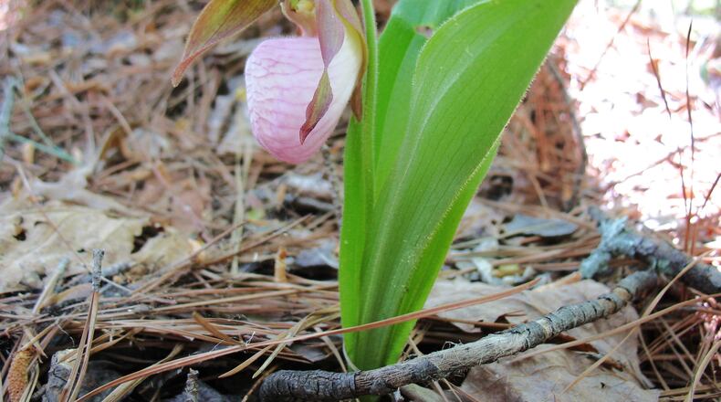 Pink lady's slipper is a beautiful native orchid, but it requires special bacteria in the soil to thrive. Transplanting one usually ends in failure. (Walter Reeves for The Atlanta Journal-Constitution)