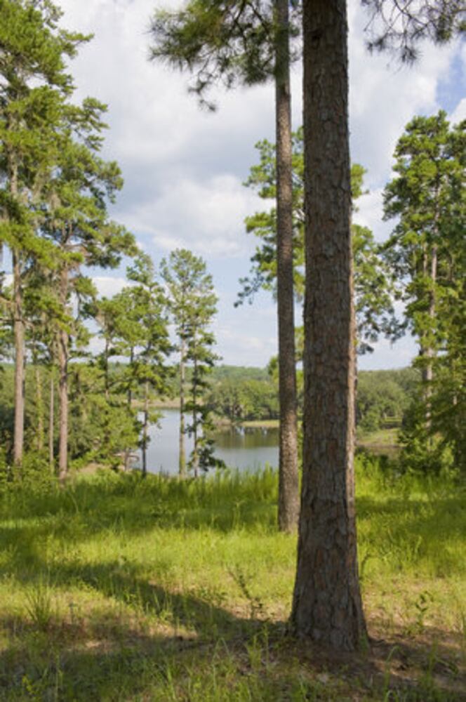 Huge Longpine Plantation on the market