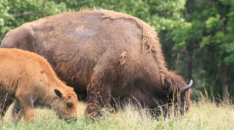 Wild buffalo roaming the northern Indiana countryside has police concerned.