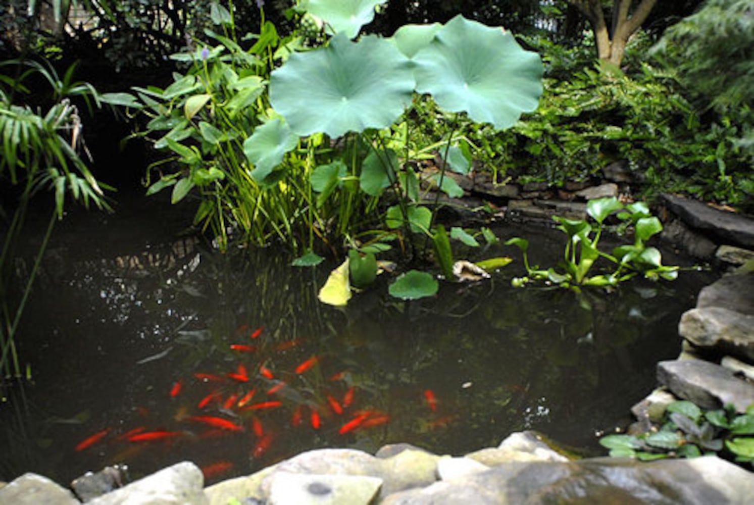 Avondale Estates garden: The 10-year plan
