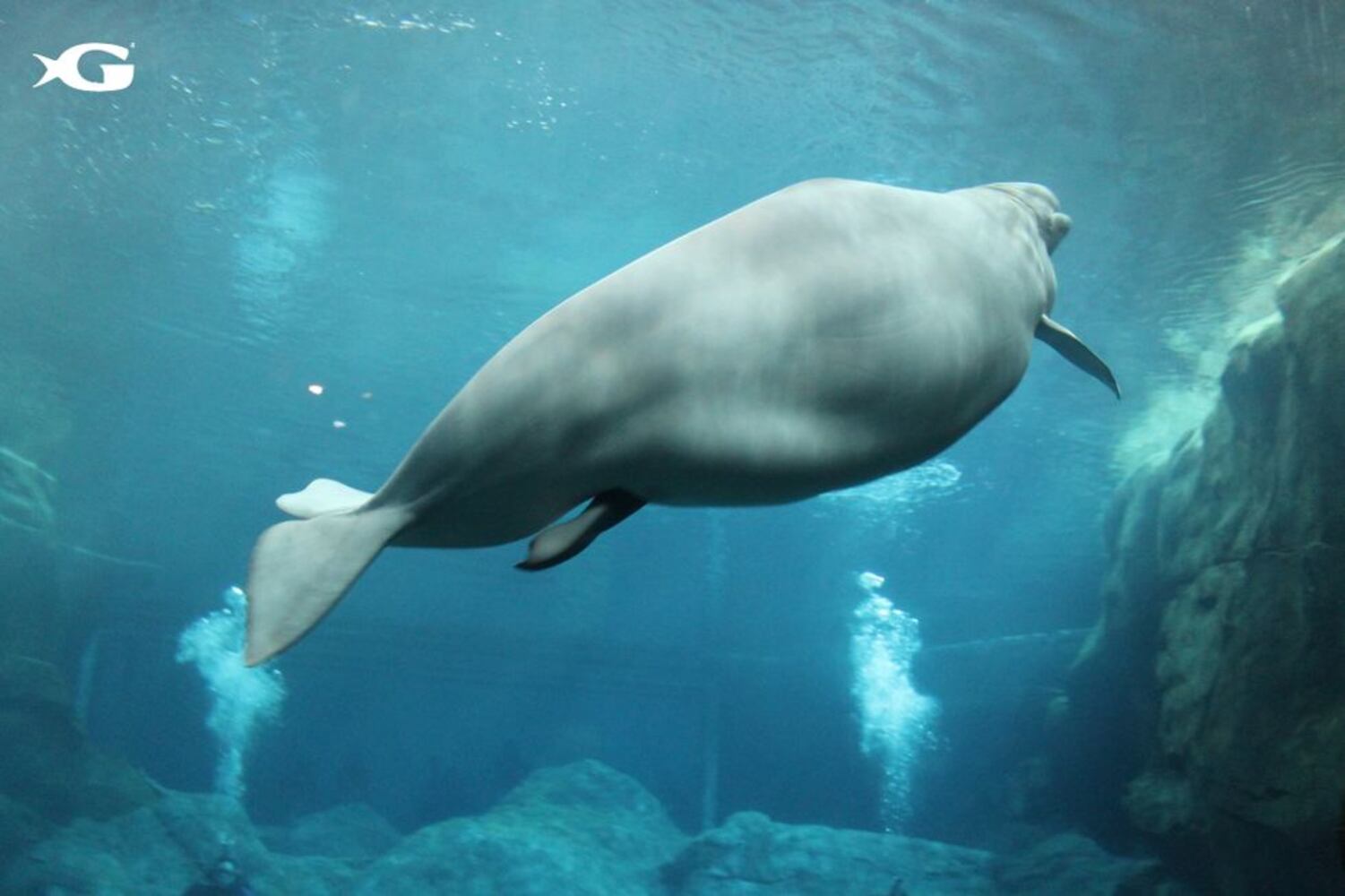 Baby Beluga whale at Georgia Aquarium