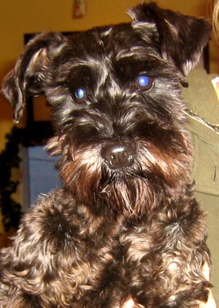 Atlanta's Top Dogs: 8. Schnauzers