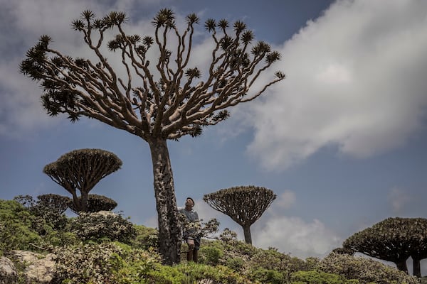 Ecotourism guide Sami Mubarak poses for a portrait beneath an ailing dragon's blood tree on the Yemeni island of Socotra, Sept. 19, 2024. (AP Photo/Annika Hammerschlag)