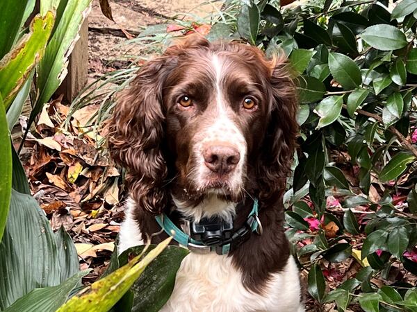 George Brodrick is the first dog of Watkinsville, Georgia. Among his duties are guarding the yard of Mayor Brian Brodrick from local squirrels. (Courtesy photo)