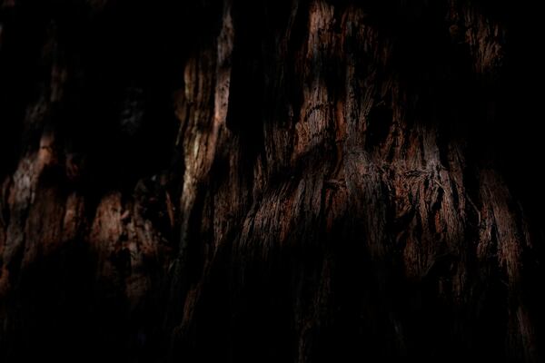 Sunlight highlights the bark on a tree located in land that will be returned to the Yurok Tribe, Thursday, Sept. 19, 2024, in Humboldt County, Calif. (AP Photo/Godofredo A. Vásquez)