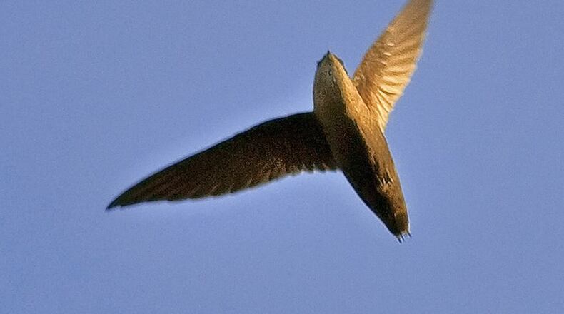 Known as “flying cigars” because of their sleek shapes, chimney swifts have come to rely almost totally on man-made structures like fireplace chimneys, airshafts and abandoned buildings for nesting sites and shelter. JIM MCCULLOUCH/CREATIVE COMMONS
