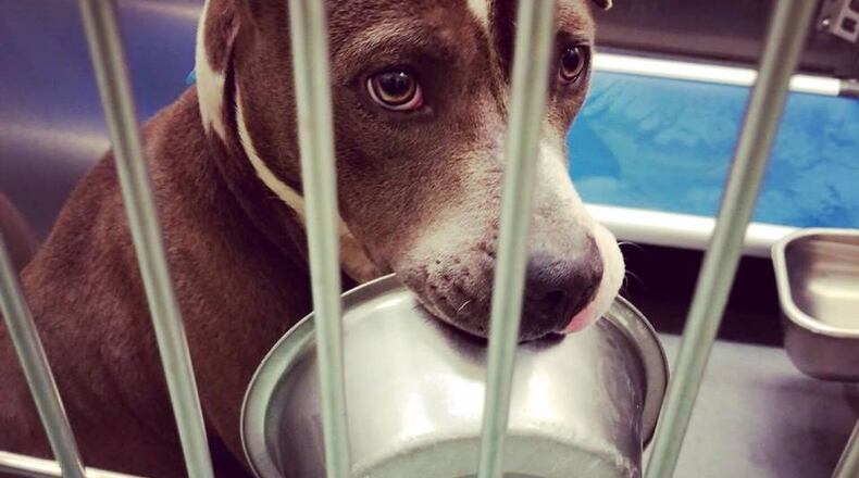 (Memphis Animal Services)