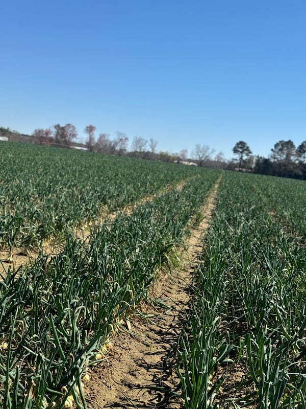 “What makes our sweet onions special is the lack of sulfur in the soil,” Tina Collins said. (Courtesy of Collins Family Farms)