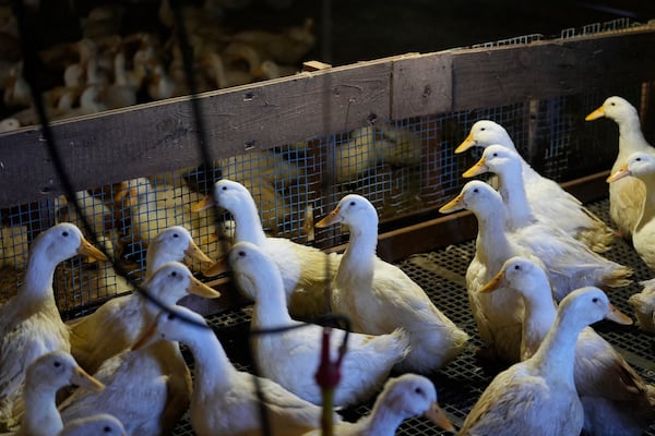 Ducks walk around their barn at the Crescent Duck Farm in Aquebogue, N.Y., Thursday, May 22, 2025. (AP Photo/Seth Wenig)