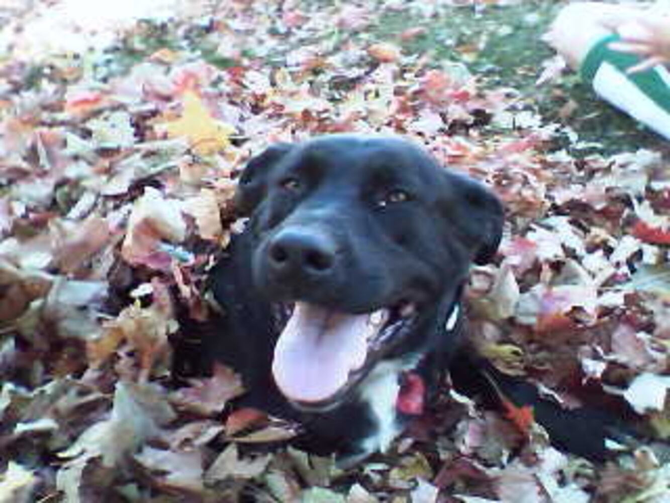 T.G.I.F.: Atlanta's Smiling Pets
