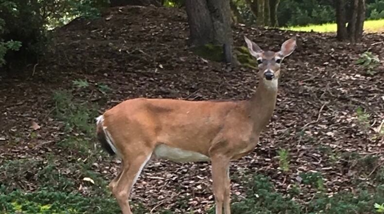 North Fulton police departments are reminding drivers to be on the lookout for deer crossing roadways. (Photo by Karen Huppertz for the AJC)
