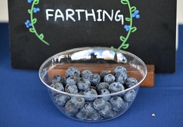 A photo shows Naturipe Farm’s "Farthing" blueberries at the MBG Georgia facility on Tuesday, May 5, 2026, in Alma, Georgia. Farthing blueberries are a variety from the Southern Highbush cultivar. (Hyosub Shin/AJC)