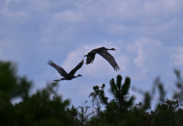 Florida Sandhill Cranes are seen at Okefenokee Swamp, Tuesday, August 12, 2025, in Folkston. Earlier this summer, land next to the Okefenokee Swamp that was slated for a titanium mine was purchased by The Conservation Fund, spelling an end to a project some had feared could irreparably damage the fragile ecosystem. But while that proposal is off the table, the specter of mining near the refuge remains. (Hyosub Shin / AJC)