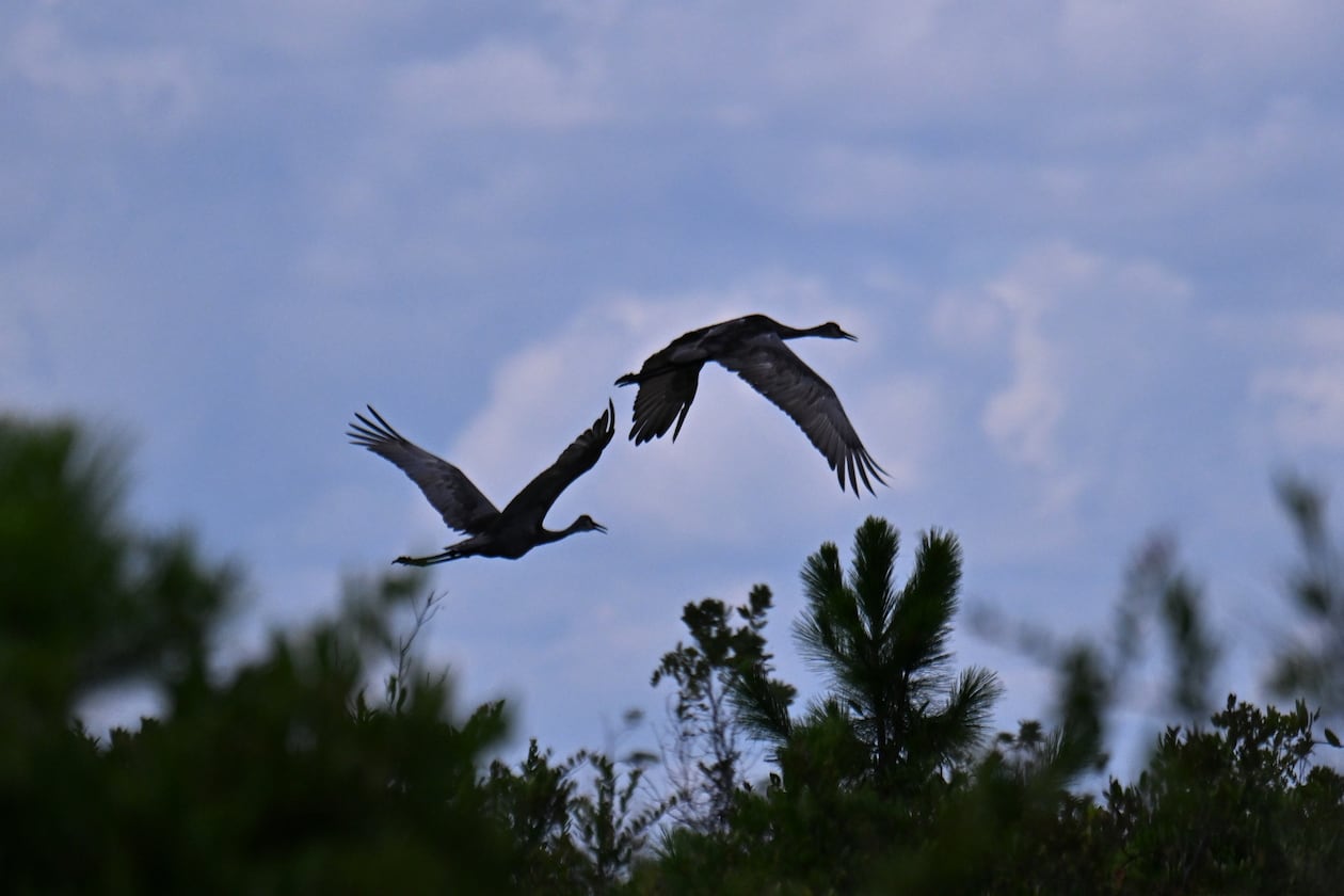 Florida sandhill cranes fly across the Okefenokee Swamp. Already one of Georgia’s most visited natural attractions, the refuge supports businesses and communities across southeast Georgia, guest columnist and state Sen. Jason Anavitarte writes. (Hyosub Shin/AJC 2025)