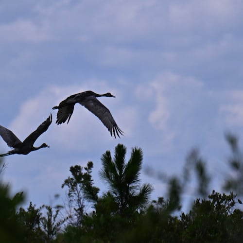 Florida sandhill cranes fly across the Okefenokee Swamp. Already one of Georgia’s most visited natural attractions, the refuge supports businesses and communities across southeast Georgia, guest columnist and state Sen. Jason Anavitarte writes. (Hyosub Shin/AJC 2025)