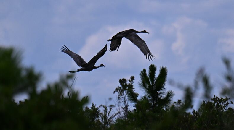 Florida sandhill cranes fly across the Okefenokee Swamp. Already one of Georgia’s most visited natural attractions, the refuge supports businesses and communities across southeast Georgia, guest columnist and state Sen. Jason Anavitarte writes. (Hyosub Shin/AJC 2025)