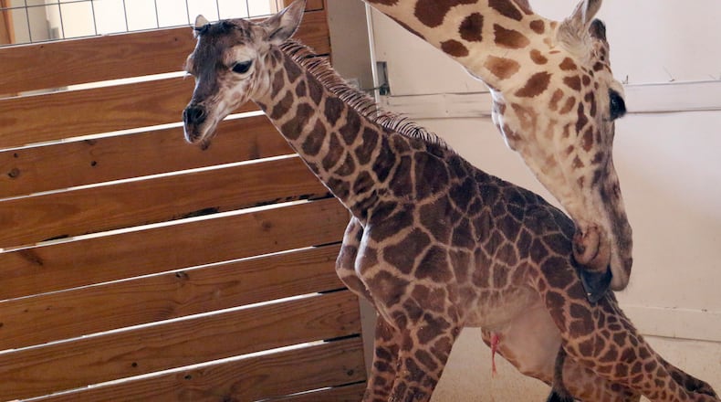 FILE - In this April 15, 2017, file photo, provided by Animal Adventure Park in Binghamton, N.Y., a giraffe named April licks her new calf. (Animal Adventure Park via AP, File)