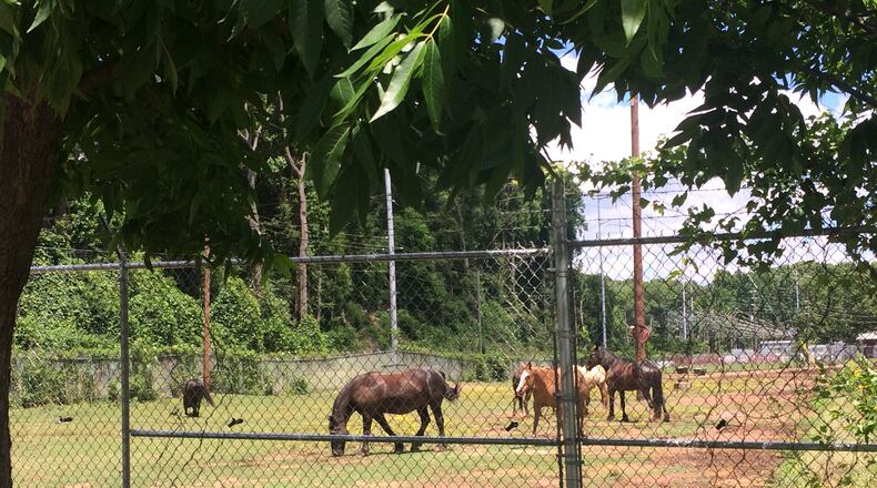 Horses can be seen roaming around a lot on Grant Street in Grant Park.