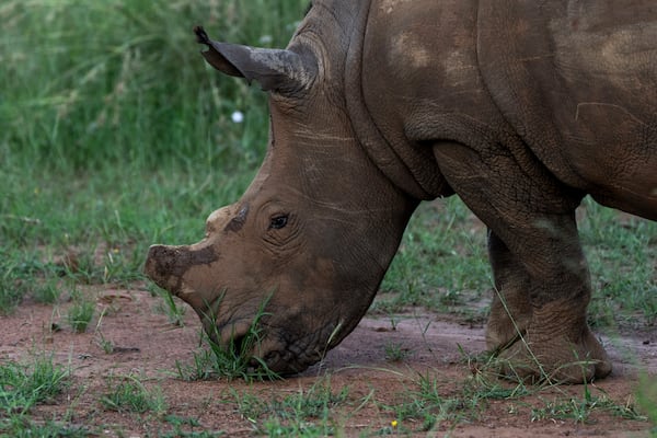 A de-horned rhino grazes in South Africa's Pilanesberg National Park, Feb. 25, 2025. (AP Photo/Jerome Delay)