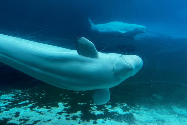 Beluga whales swim in a tank at Marineland amusement park in Niagara Falls, Ontario, Canada, June 9, 2023. (Chris Young/The Canadian Press via AP, File)