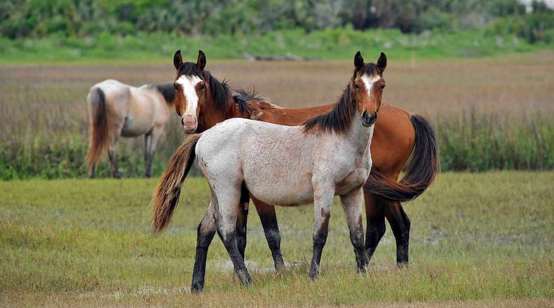 Caption: About 125 to 175 wild horses reside on Georgia’s Cumberland Island, according to the National Park Service. Credit: Photo courtesy of National Park Service.