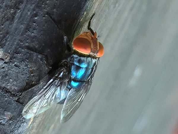 An adult New World screwworm fly sits at rest in this undated photo. (Denise Bonilla/U.S. Department of Agriculture via AP)