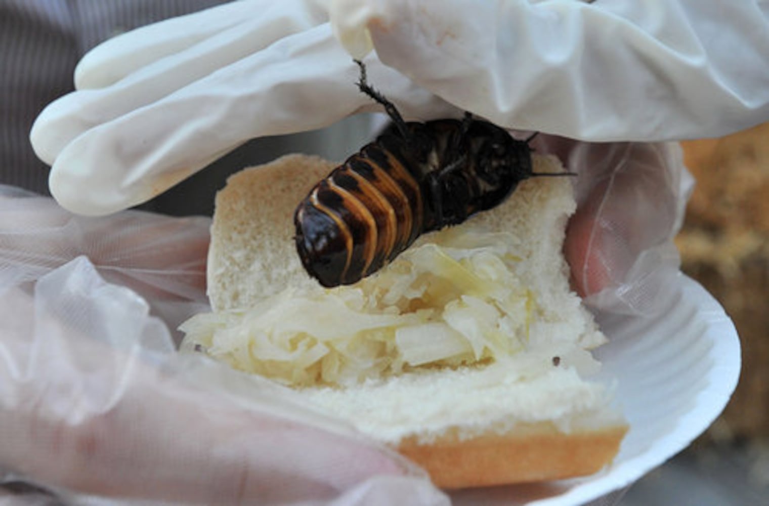 Cockroach eating contest at Six Flags