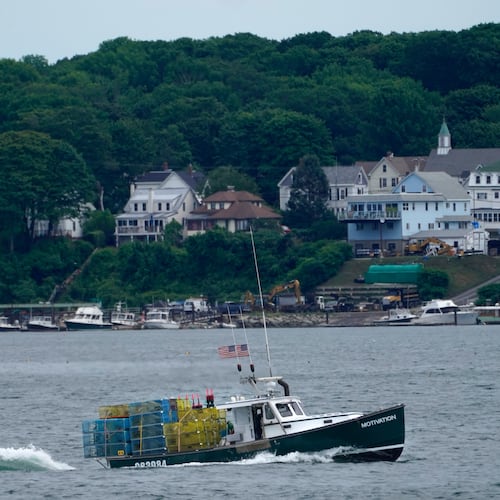 FILE - In this July 8, 2021, file photo, a lobster boat carries a heavy load of traps as it motors out to sea near Peaks Island in Portland, Maine. (AP Photo/Robert F. Bukaty, File)