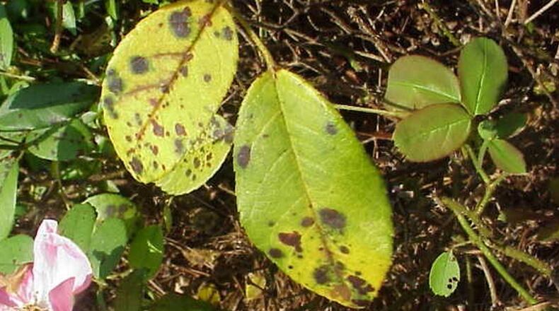 It is important to use different fungicides to control black spot disease on roses. CONTRIBUTED BY WALTER REEVES