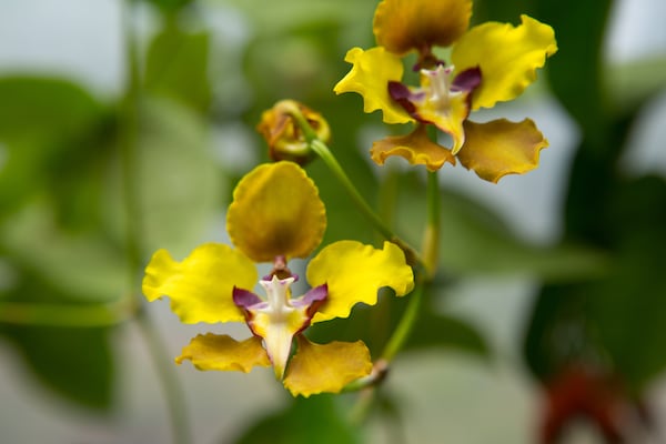 애틀랜타 식물원은 수백 종의 난초를 재배합니다. Orchid Daze는 매년 난초 전시에 예술을 통합합니다. 애틀랜타 식물원