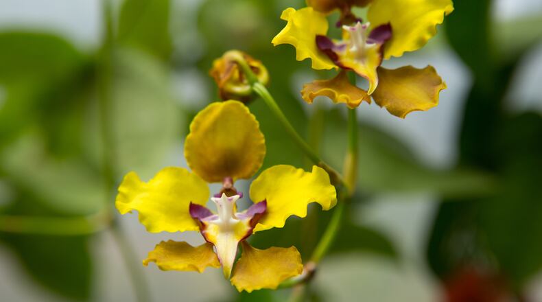 The Atlanta Botanical Garden includes a wide variety of orchids. Photo: Atlanta Botanical Garden