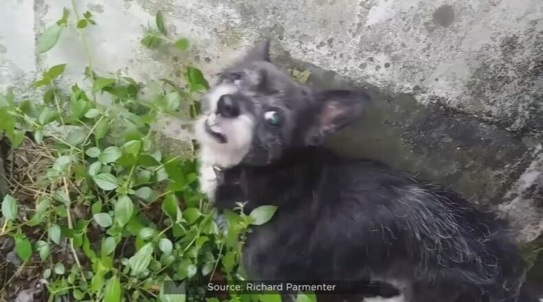 Rick's grandson found the dog's charred remains with her collar still on in an ash pile surrounded by beer cans and bottles behind a business. (Photo: Richard Parmenter via WFTV.com)