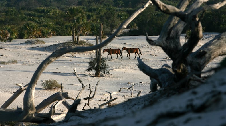 Wild horses traverse a bone yard near the beach at Dungeness on the southern end of Cumberland Island. CURTIS COMPTON / ccompton@ajc.com