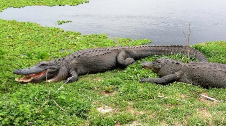 This March 24, 2014 photo shows alligators at Paynes Prairie Preserve State Park, in Gainesville, Fla. AP Photo/Jay Reeves